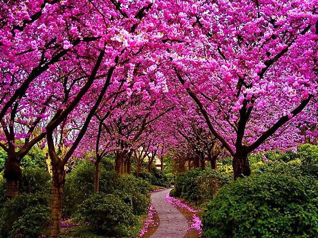Wanna take a walk ?and see where it will lead you to? #20175635