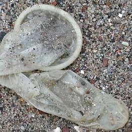 Coney Island Whitefish #1760504