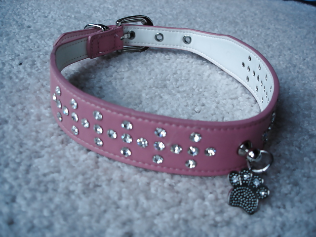 Collars and leashes and chains, Oh My! #20646218